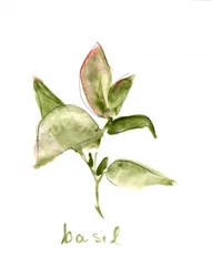 Fresh Basil Plant