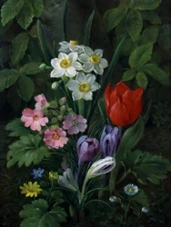 Garden Flowers in Spring (including daisies, tulips, daffodils, crocuses, and primroses)
