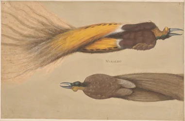 Two Dead Birds of Paradise, Male and Female