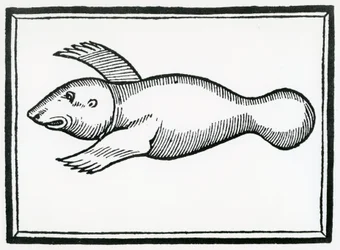 A Fish called 