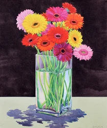 Gerberas