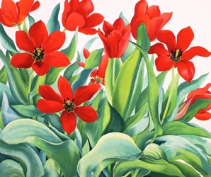Madame Lefeber Tulips