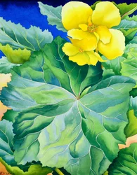 Yellow Begonia