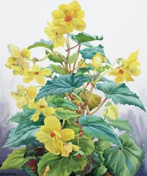Yellow Begonia 2