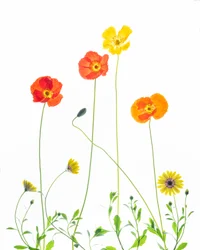Cheerful Poppies and Daisies