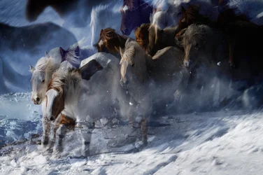 Ethereal Wild Horses