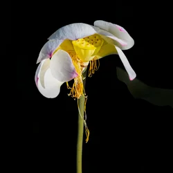 Fading Lotus Beauty