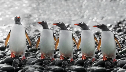 Five Curious Penguins