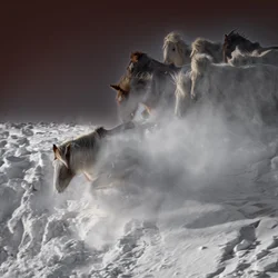 Galloping Snow Horses