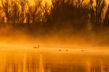 Golden Hour Swan Family