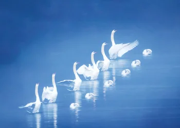 Graceful Swans Blue Waters