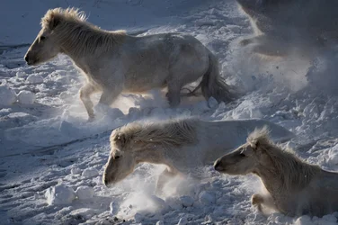 Icelandic Horses in Snow