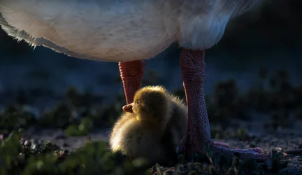 Mother Duckling Warmth