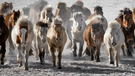Wild Horses Charge