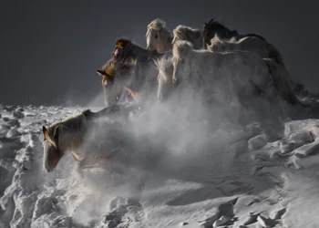 Wild Horses In Snow