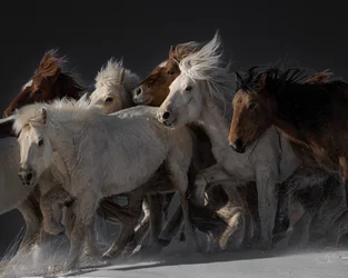 Wild Horses Running