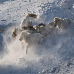 Wild Horses Running Snow