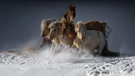 Wild Horses Running Snow