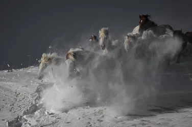 Wild Horses Running Snow