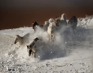 Wild Horses Snow Run