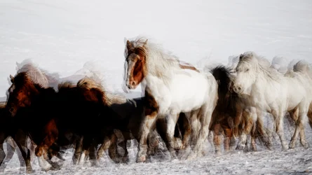 Wild Horses in Winter Motion