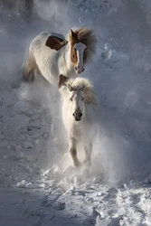 Wild Winter Horses