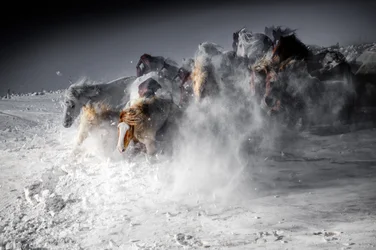 Winter Horse Stampede