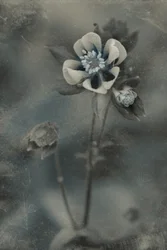 Blue Vintage Bloom