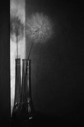 Dandelion Shadow Play