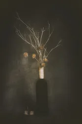Dark Botanical Stillness