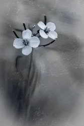 Delicate Grey Blooms