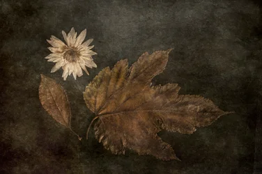Dried Autumn Botanicals