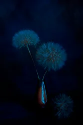 Ethereal Dandelion Glow