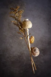 Poppy Snail Still Life