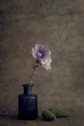 Quiet Botanical Still Life