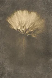 Soft Dandelion Dream