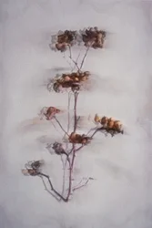 Soft Dried Botanicals