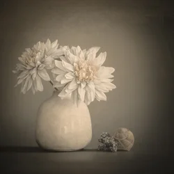 Soft Petals and Shells