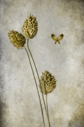 Vintage Botanical Butterfly