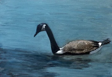 Goose on Calm Water