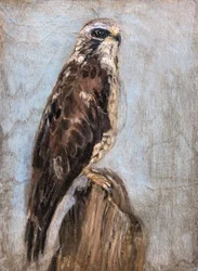 Majestic Hawk Perched