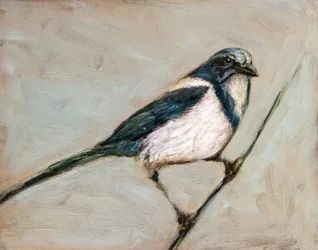 Quiet Magpie on Branch