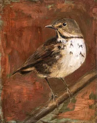 Speckled Thrush Perched
