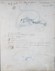 Nervous system in the head of a cat, May 1842