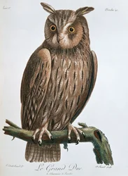 Le Grand Duc, Eagle-Owl