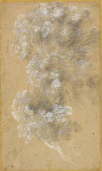 Sketch of Foliage and Branches