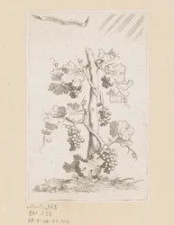 Grapevine