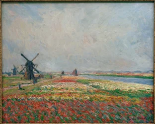 Flower Fields and Windmills Near Leiden