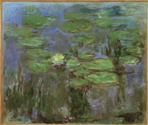 Water Lilies