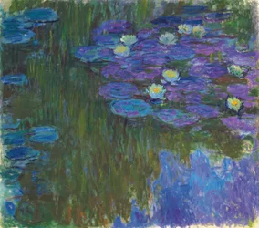 Water Lilies in Bloom